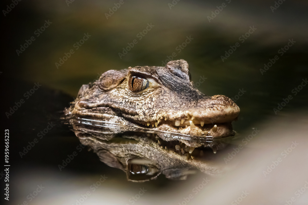 Fototapeta premium dwarf caiman