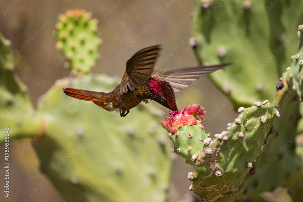 Fototapeta premium ruby topaz hummingbird eating nectar from a cactus flower