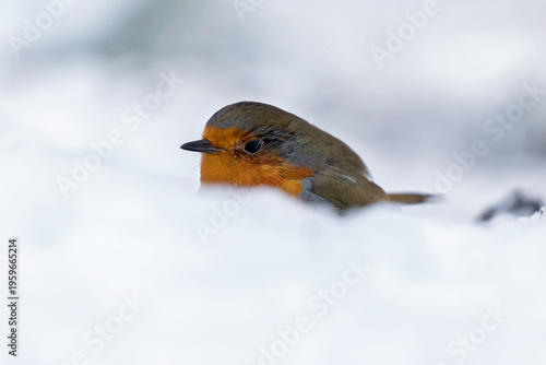Photography robin redbreast  in the  snow