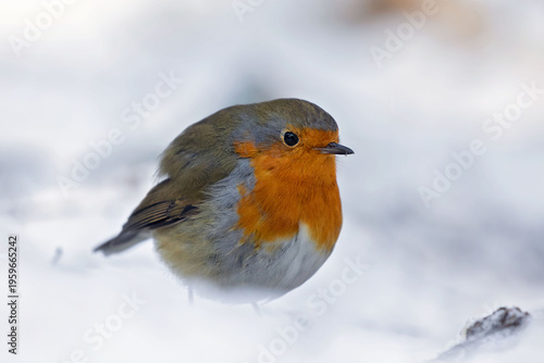 Canvas Print robin redbreast  in the  sneeuw
