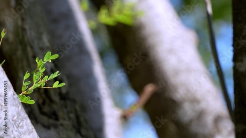 Outdoor background with small leaves, blurred.