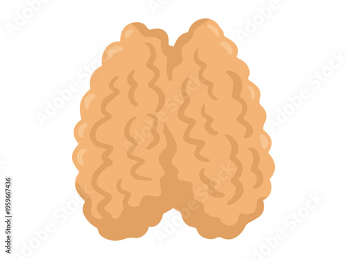 Human Thymus Gland Illustration