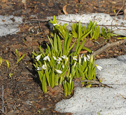 First spring flowers. Galanthus woronowii, in March