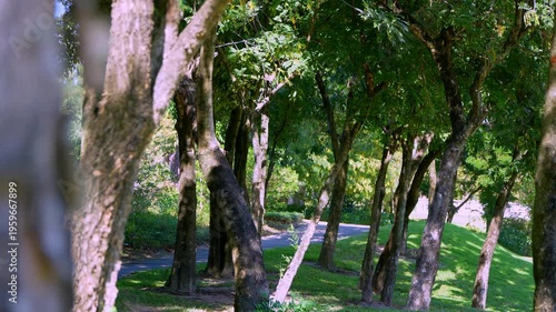 Outdoor tree background with a road surface.