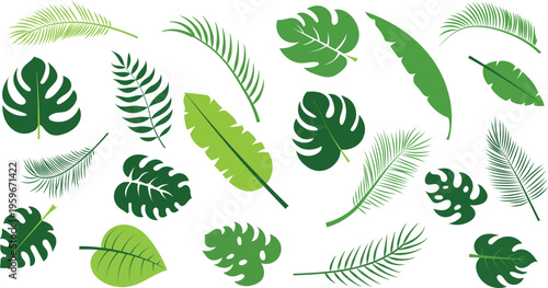 Set of tropical leaves nature, green, foliage, exotic, summer, plant isolated on white background