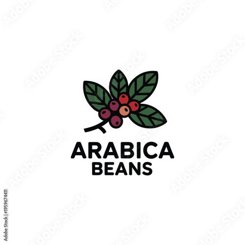 Arabica coffee beans branch with leaves organic caffeine plant vector illustration
