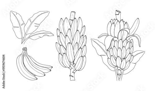 Hand drawn banana bunches and leaves line fruit leaf tropical