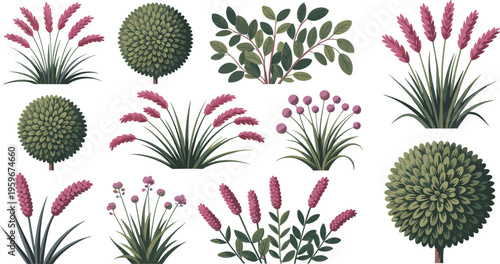 Ornamental garden plants and shrubs collection isolated on white background, decorative landscape vector illustration set