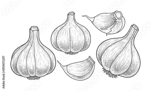 Vintage of whole garlic bulbs and cloves white food ingredient