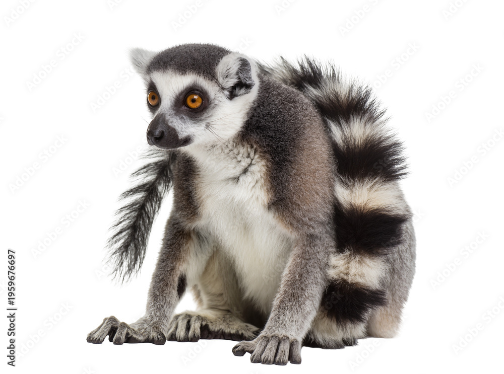 Naklejka premium Captivating ring-tailed lemur with striking orange eyes and a long striped tail, sitting calmly isolated on transparent background PNG