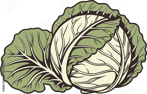 Fresh Green Cabbage Vegetable Illustration. Organic Cabbage Healthy Food Concept. Whole Cabbage Farm Fresh Produce. Green Cabbage Leaf Vegetable Design. Raw Cabbage Natural Food Ingredient. Cabbage