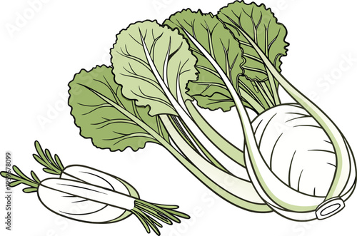 Fresh Green Cabbage Vegetable Illustration. Organic Cabbage Healthy Food Concept. Whole Cabbage Farm Fresh Produce. Green Cabbage Leaf Vegetable Design. Raw Cabbage Natural Food Ingredient. Cabbage