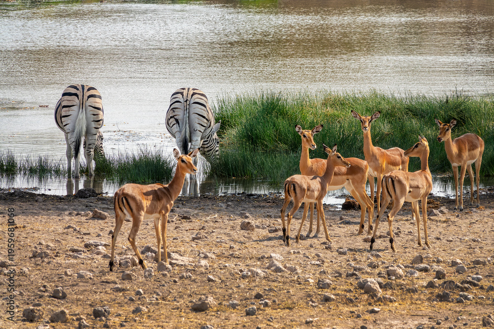 Obraz premium Herd of Impalas antelopes and zebras at a waterhole, wildlife safari and game drive in Namibia, Africa