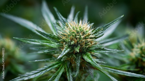 Close-Up View of Flowering Cannabis Plant Detailing Leaves and Buds