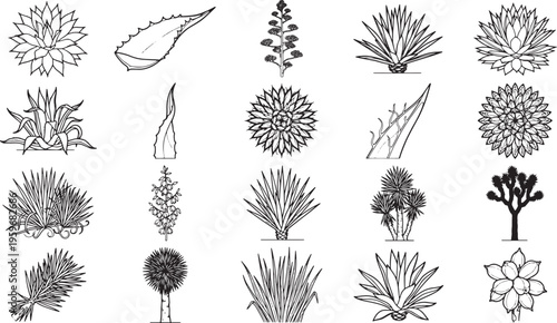 Monochrome botanical elements intricately drawn in graphic style, with meticulous details perfect for design and reference, presenting a variety of succulents.