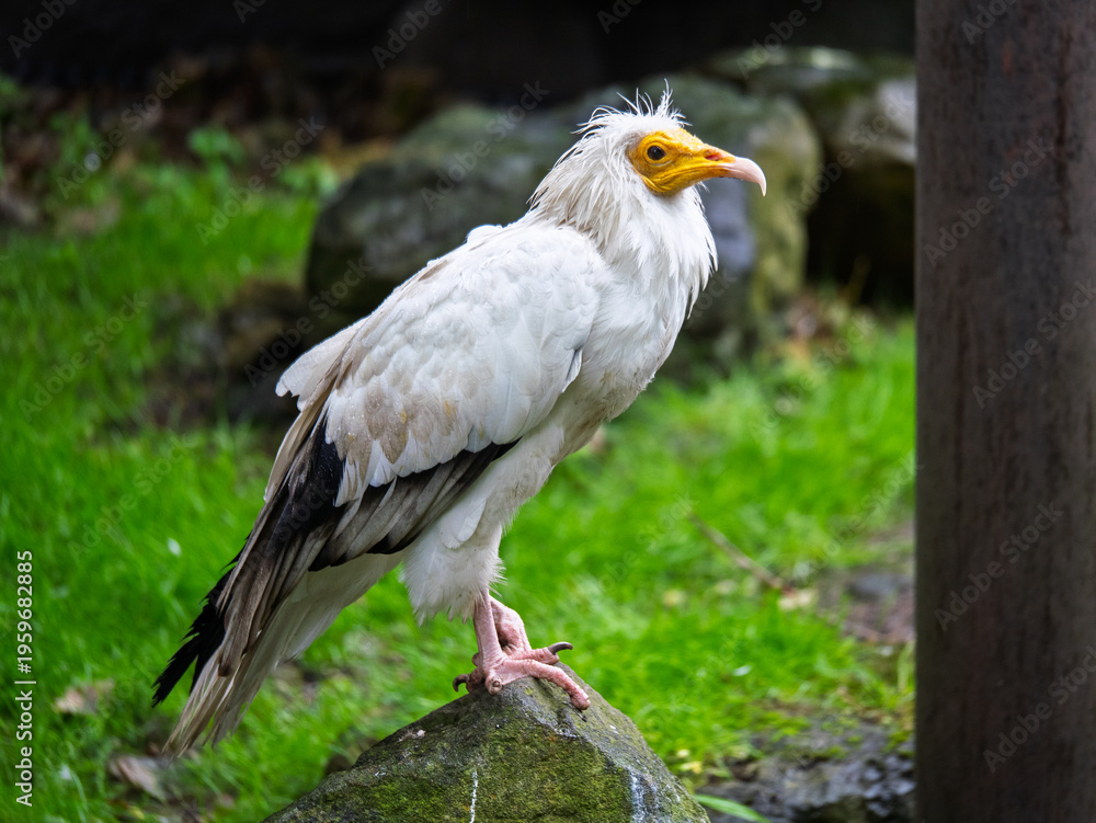 Fototapeta premium An Egyptian White Vulture with Yellow Beak Standing on a Rock, Regal Scavenger