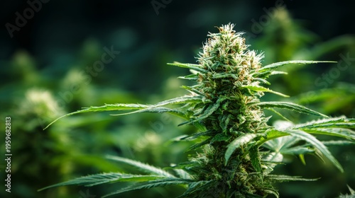 Close-Up of Cannabis Plant with Rich Green Leaves and Buds