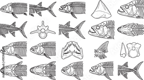 A detailed illustration of fish skeleton anatomy, presenting a comprehensive study of the internal structures with precision, for educational and scientific use.