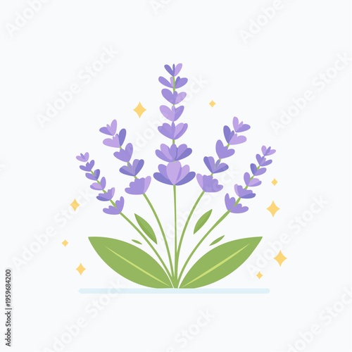 Lavendel