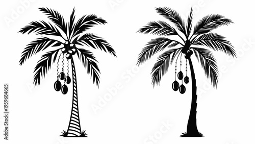 Black palm trees with coconuts