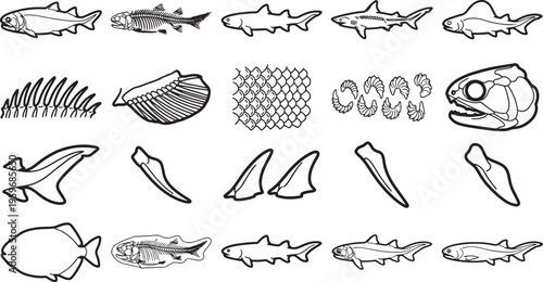 Detailed illustrations of aquatic species anatomy. It provides a educational look at the skeletal structure, scales, and fins.