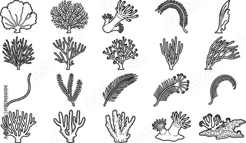 A collection of marine flora, including coral and various sea plants, presented as line art illustrations.