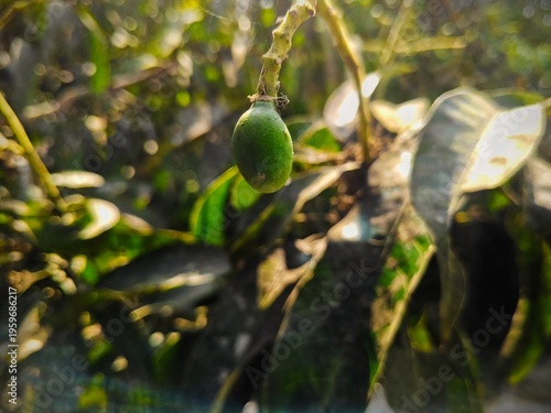 green olives on tree
