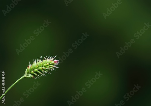 Vibrant natural scene highlighting a sharp foreground element against a dramatically softened, abstract background creating artistic blur effects, shallow, tranquil, outdoor