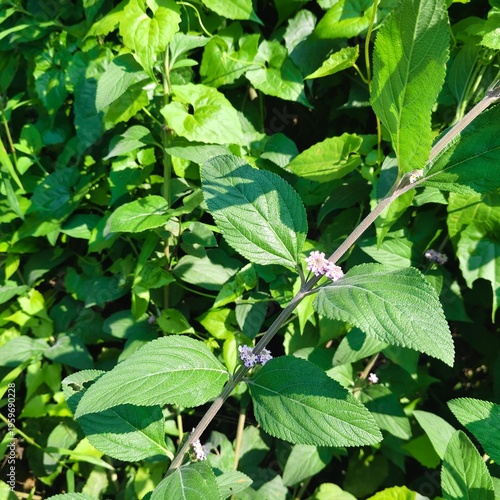 green leaves on a bush