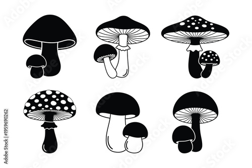 A collection of various mushroom species illustrations