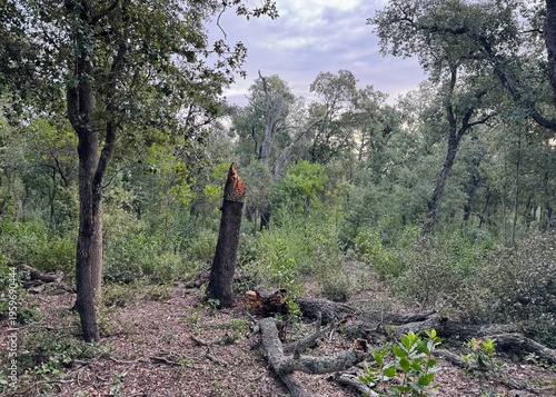 Bild auf Leinwand Snapped tree trunk and deadwood on the ground in a green forest landscape