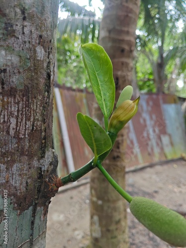 green beans on tree