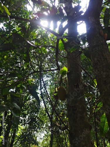 sun shining through trees