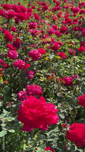 Red roses in garden, vertical video.