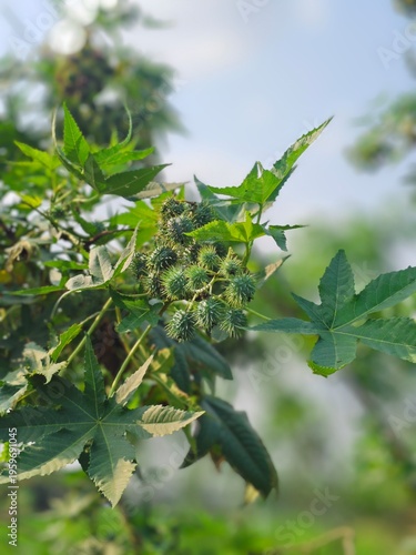 green olives on a tree