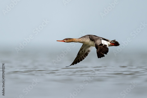 female red breasted merganser soaring low over lake with wingtips touching water