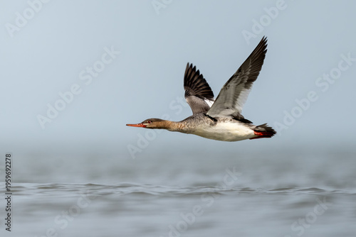 female red breasted merganser soaring low over lake with wings up