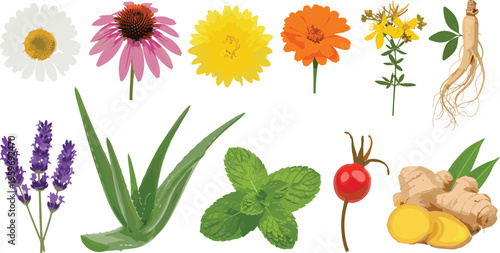 Medicinal herbs and plants vector set featuring aloe vera, ginger, lavender, chamomile, ginseng, and echinacea for natural health and wellness.
