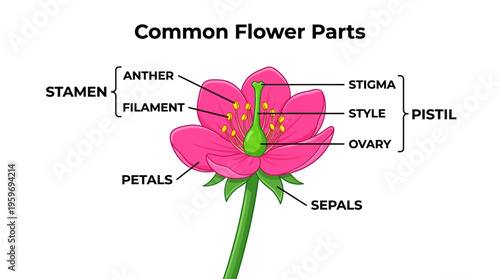 Diagram of common flower parts labeled stamens, pistil, petals and sepals with anther, filament, stigma, style, and ovary