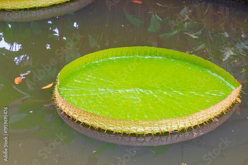 Leaf of Victoria amazonica or giant water lily on muddy water surface of pond