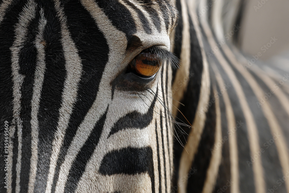 Naklejka premium zebra eye closeup detailed wildlife portrait, closeup of zebra eye showing black and white stripes, exotic zebra eye macro