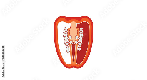 A detailed vector illustration of a tooth cross-section showing its internal anatomy