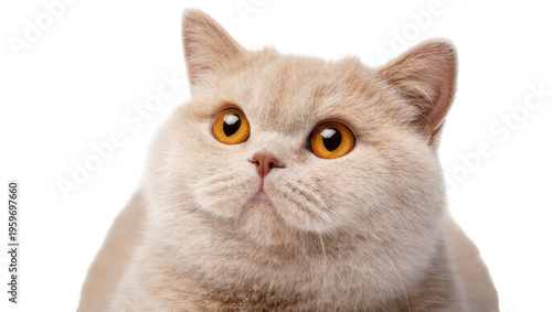 Portrait of a cute fluffy cream British Shorthair cat with expressive golden orange eyes looking up