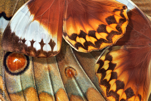 colorful wings of golden brown tropical morpho butterfly. close up