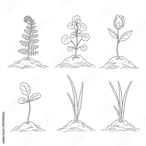Line Drawing of Plants Growing from Soil