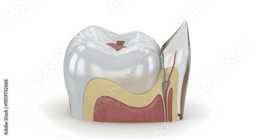 Anatomical illustration of a tooth with enamel, dentin, and pulp exposed in a cutaway view