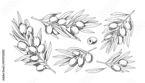 Hand drawn olive branches with olives and single olive detail fruit leaf food