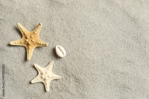 Summer seaside concept: sand shells and starfish. Various seashells on the beach sand
