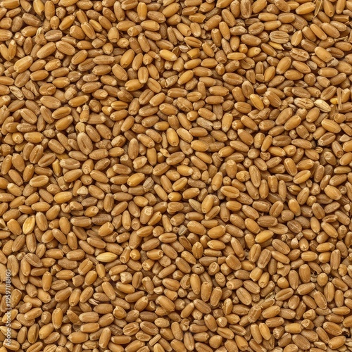 Abstract close-up texture of dried golden wheat kernels spread evenly across a flat surface, ideal for rustic food backgrounds or copy space, natural, wheat, kernel