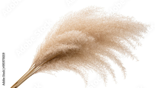 Beautiful decorative natural pampas grass bouquet with fluffy plumes, perfect for interior design